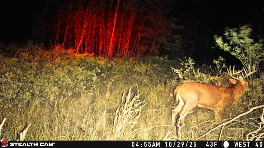 1231 Manor Road, Au Gres, MI 48703 - Image #3