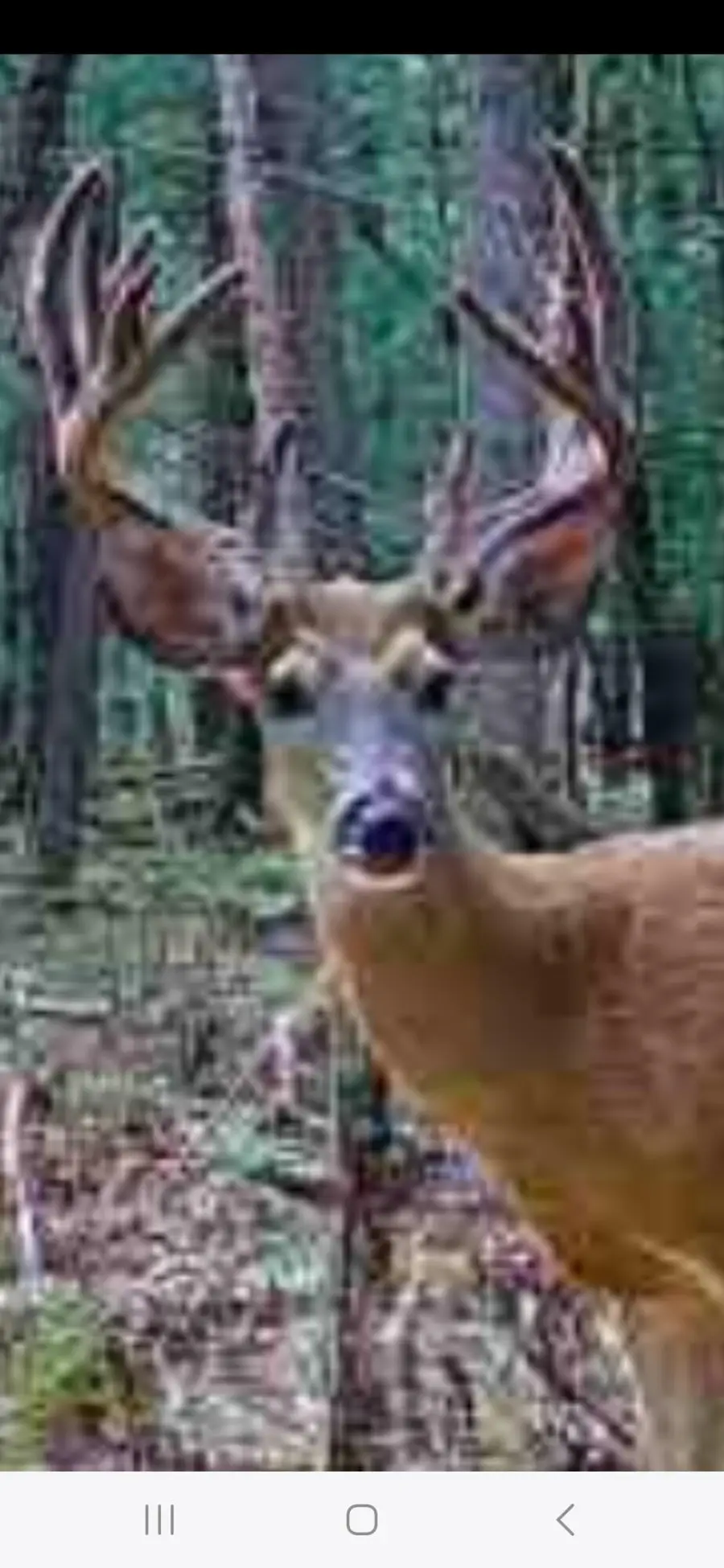 9283 Willow Road, Bitely, MI 49309 - Image #2