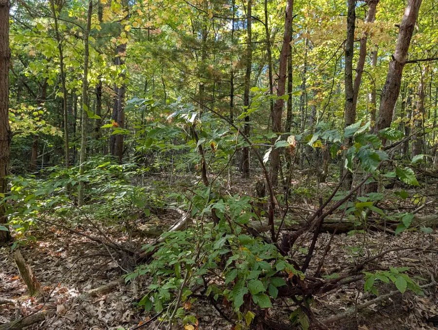 6698 E Skeels Road, Holton, MI 49425 - Image #3