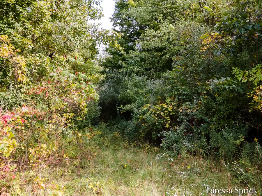 V/L 56th St, Fennville, MI 49408 - Image #3