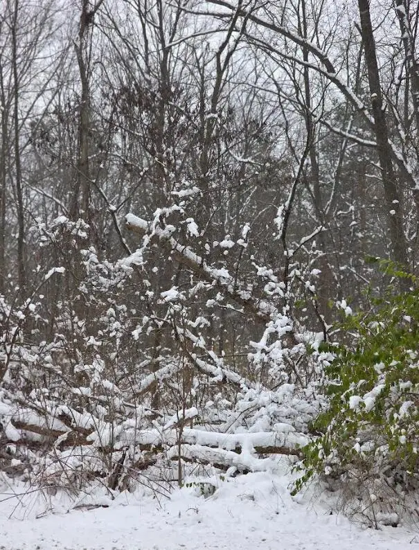 V/L 11th Street, Plainwell, MI 49080 - Image #2