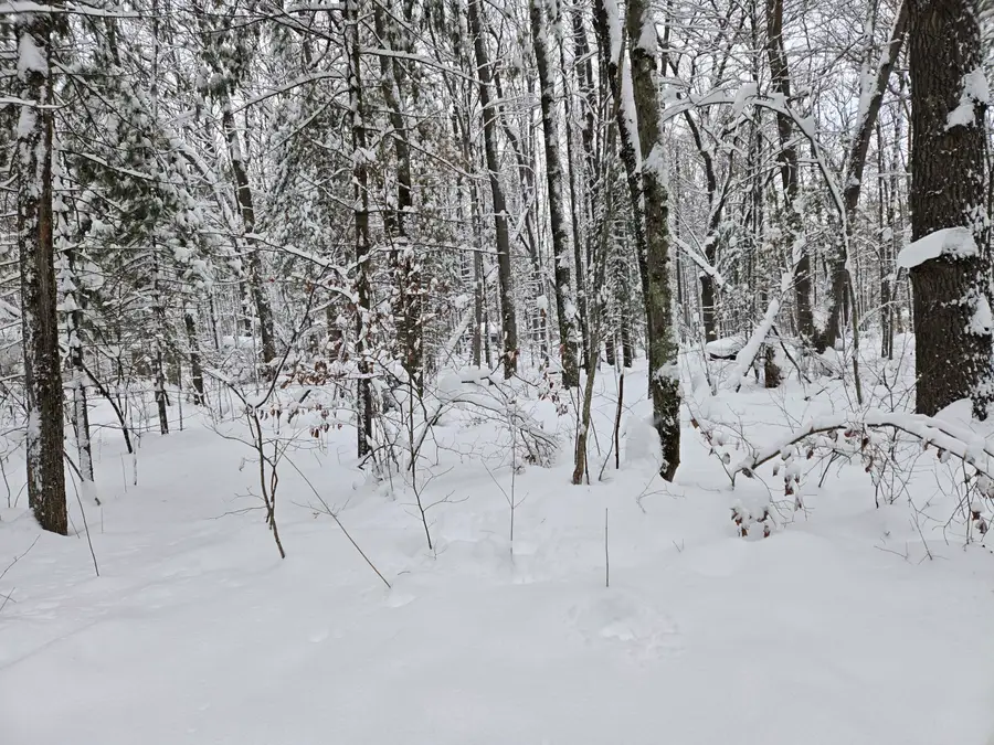 V/L S Whalen Lake Road, Baldwin, MI 49304 - #2