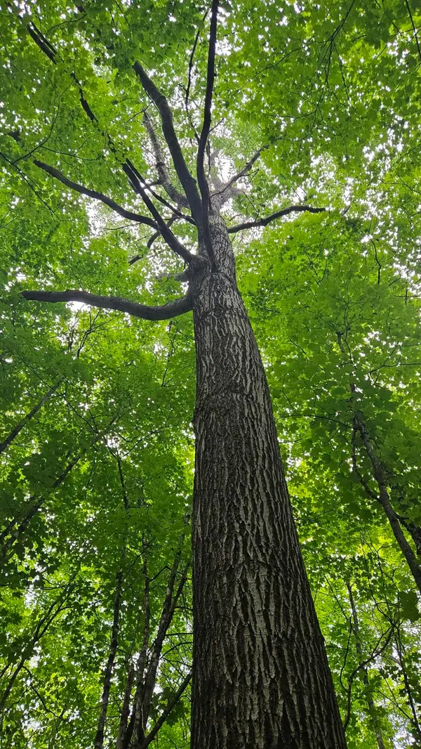 6392 Old U.s. 45, Watersmeet, MI 49969