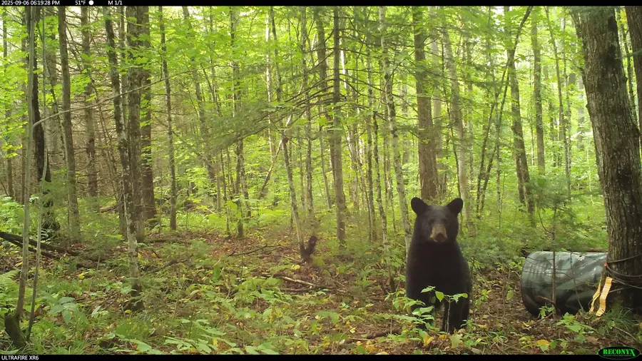 6392 Old U.s. 45, Watersmeet, MI 49969 - Image #3