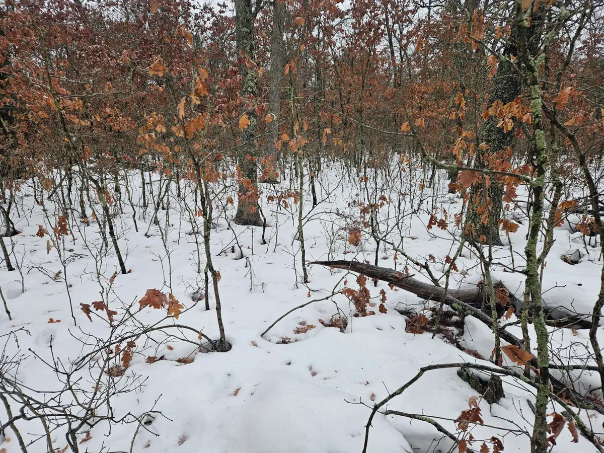 v/l 10-13 W Oliver Road, Baldwin, MI 49304 - Image #1