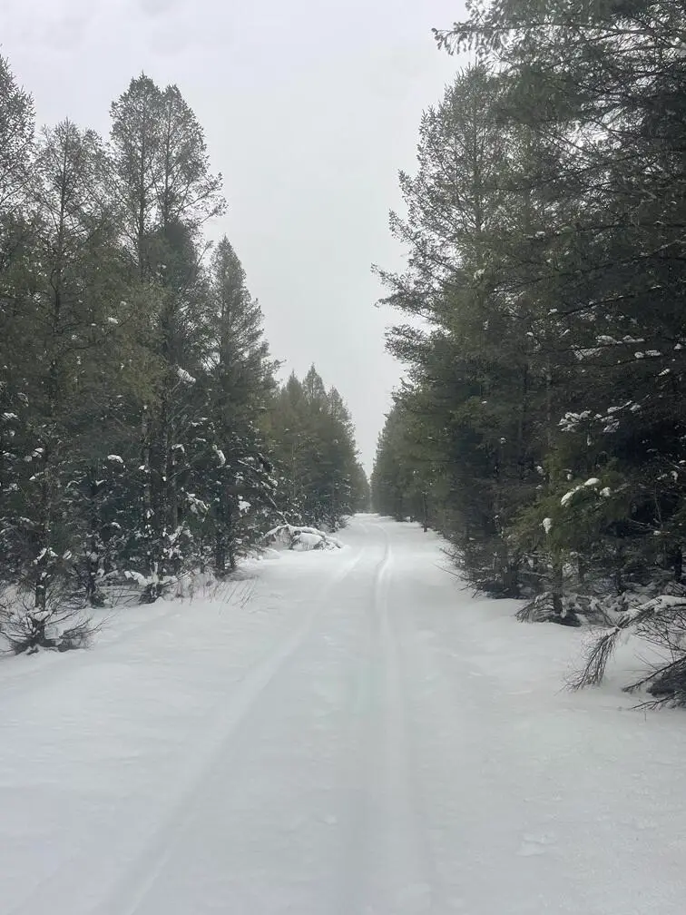 20350 Lindy Road, Copemish, MI 49625 - #2