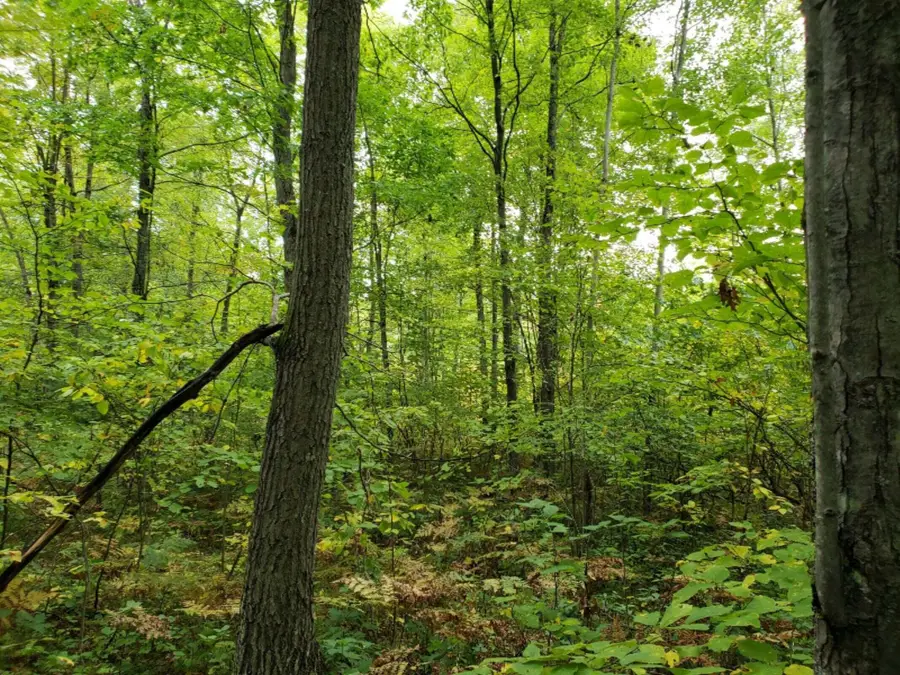 V/L Lakola Road, Leroy, MI 49655 - #3