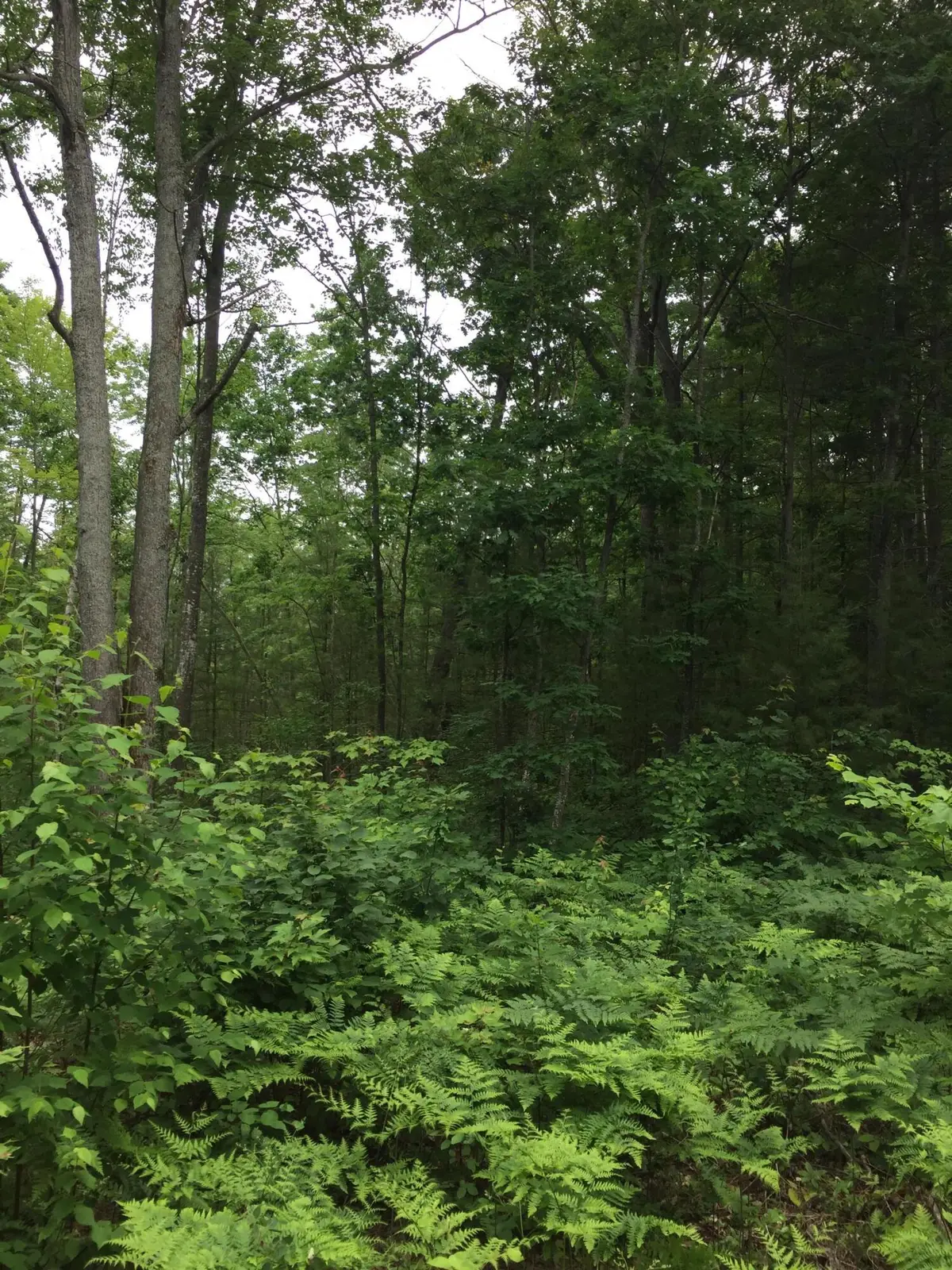 Parcel K Dodge Lake Road, Gaylord, MI 49735 - #1