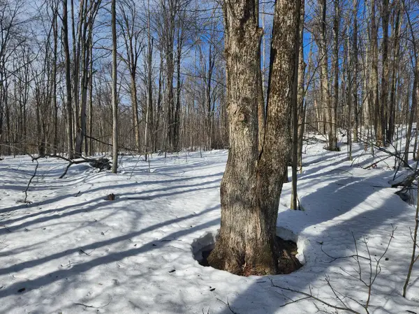 Valleyridge Circle, Alba, MI 49611