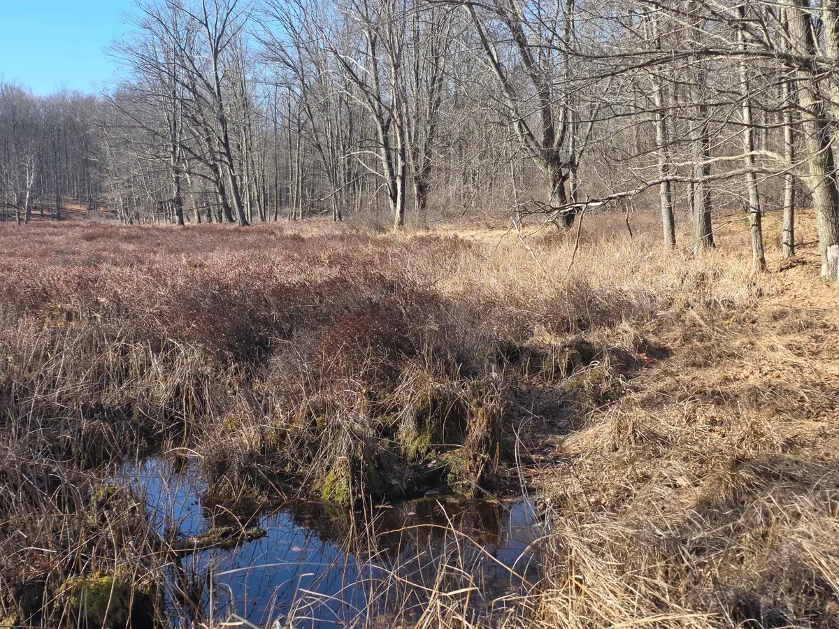 2 Mile Road, Evart, MI 49631 - #1