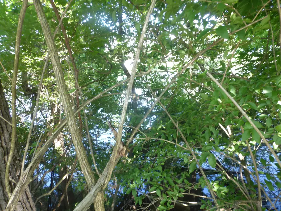 509 N State Street, Niles, MI 49120 - #3