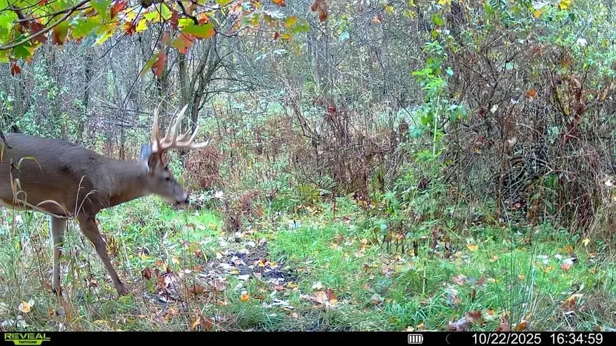 3607 E Hansen Road, Custer, MI 49405 - #2