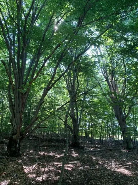 Wildwood Trail #Lot A, Manistee, MI 49660 - #3