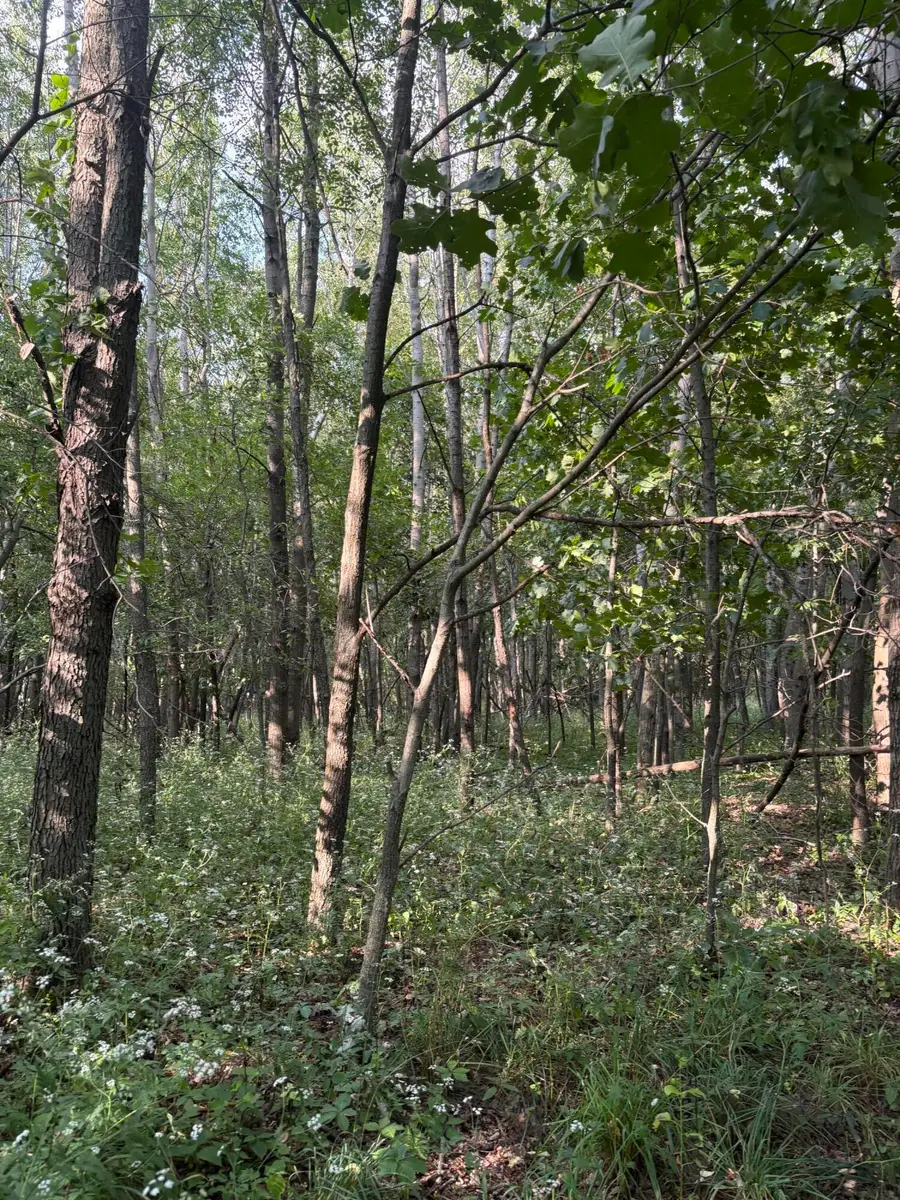 Jacob Road, Grass Lake, MI 49240 - #2