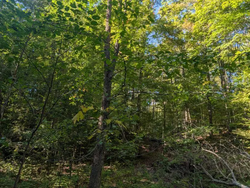 V/L Lewis Road, East Jordan, MI 49727 - #1