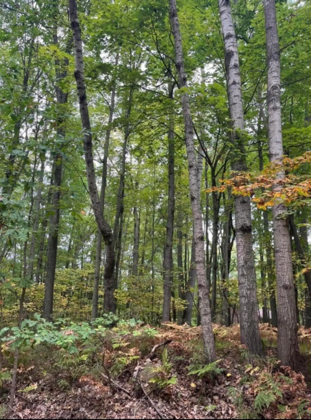 Lot 681 Elm Run, Farwell, MI 48622 - #1