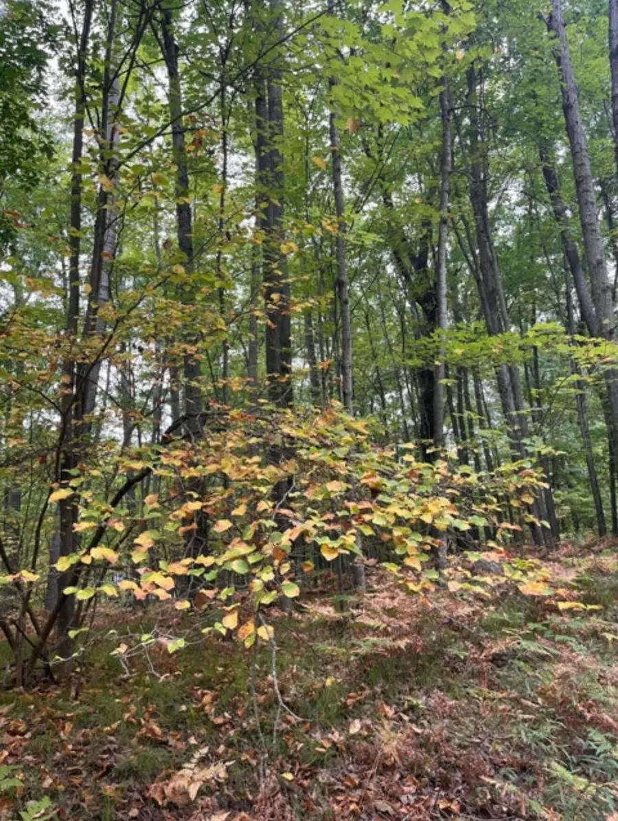 Lot 681 Elm Run, Farwell, MI 48622 - #2