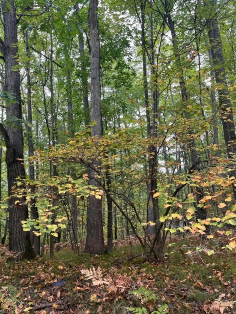Lot 681 Elm Run, Farwell, MI 48622 - #3