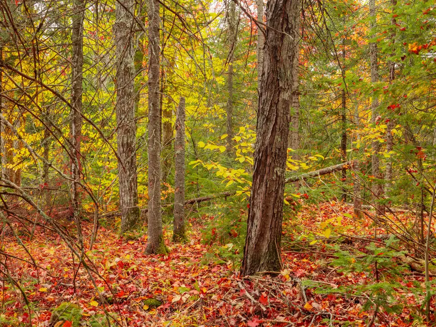 Lot 01 E Shore Road, Bergland, MI 49910 - #3