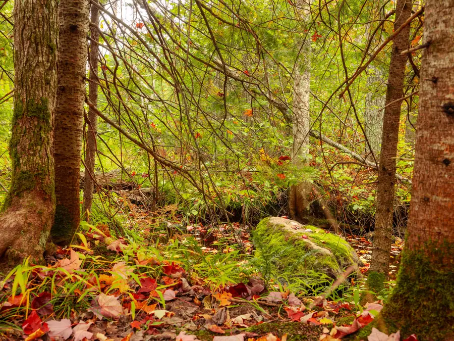 Lot 03 E Shore Road, Bergland, MI 49910 - #3