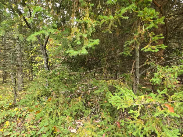 Maresch Road, Irons, MI 49644