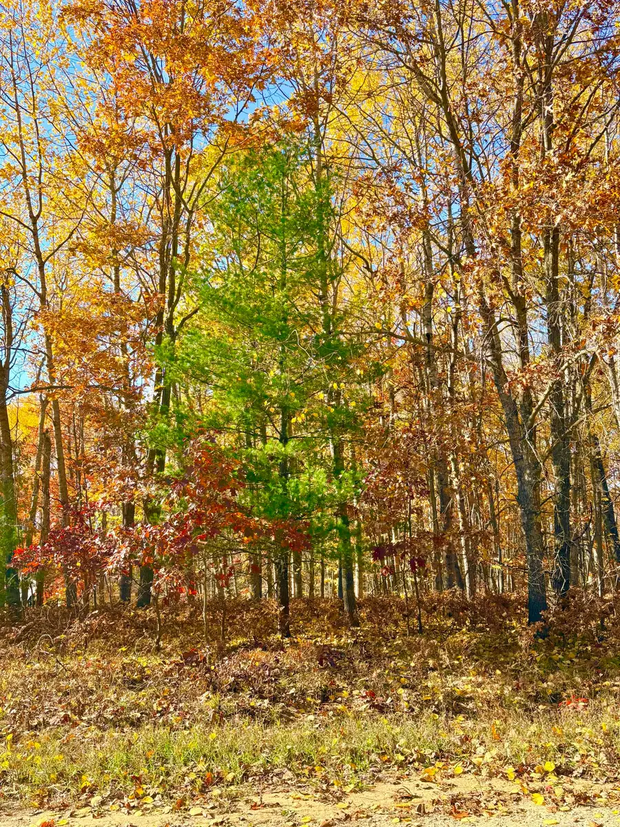 Schwyz Drive, Reed City, MI 49677 - #3