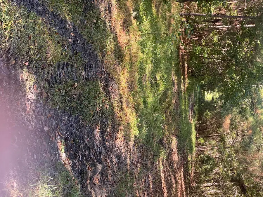 259 Interstate View Drive, Ridgeville, SC 29472 - Image #3