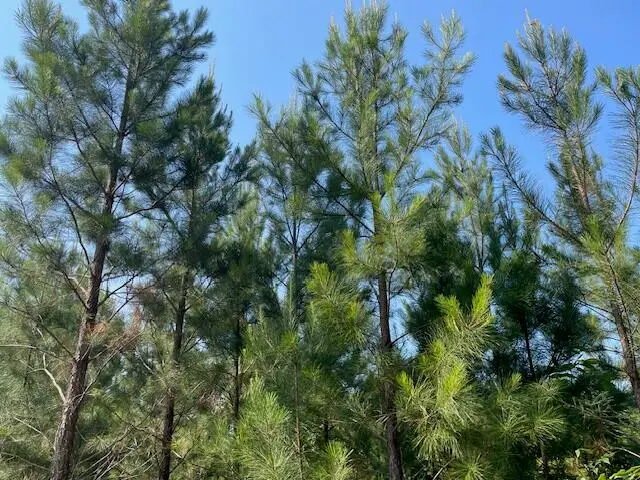 0 Old River Road, Elloree, SC 29047 - Image #3