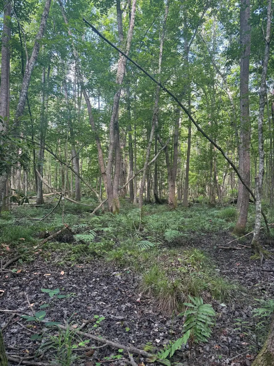 0 Back Pen Rd, Johns Island, SC 29455 - #2