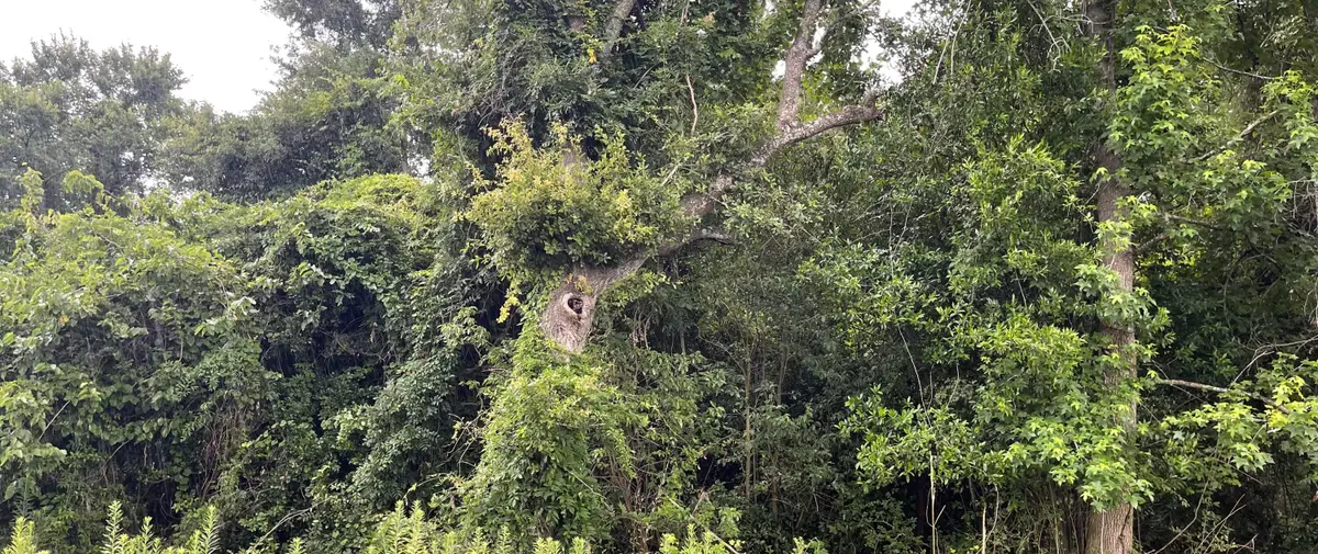 00000 Central Avenue, Summerville, SC 29483 - Image #1