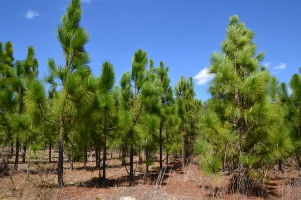 5659 State Rd S-28-31, Jefferson, SC 29718