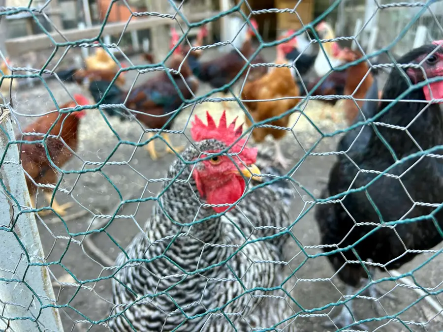 114 Hollow Point Lane, Cottageville, SC 29435 - #2