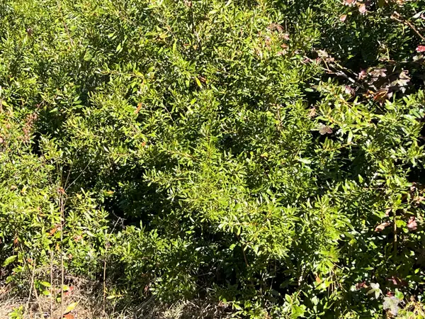 0 Ardwick Road, Johns Island, SC 29455