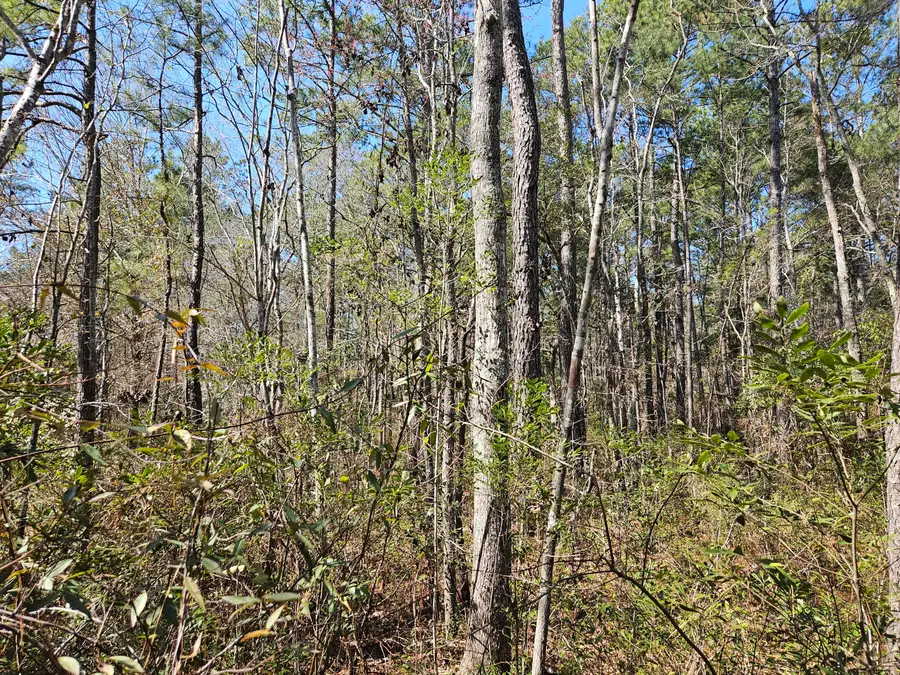 0 Brock Street, Georgetown, SC 29440 - Image #3