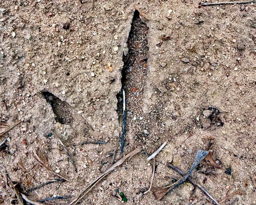 2400 River Road, Greeleyville, SC 29056 - Image #2