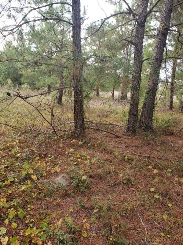 808 Lakeside View Lane, Orangeburg, SC 29115 - Image #1