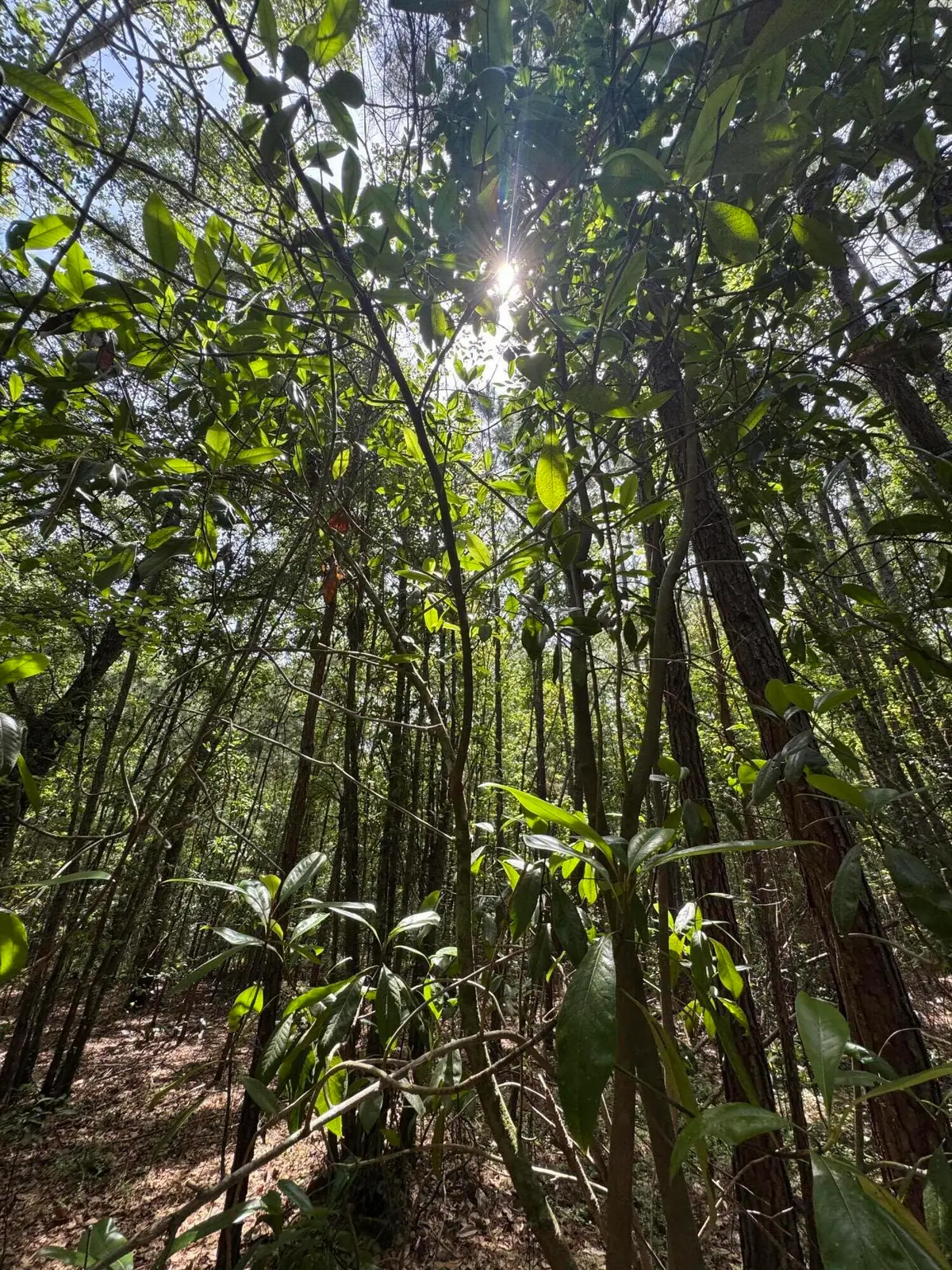 0 Cottonwood Lane, Walterboro, SC 29488 - Image #1