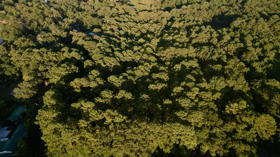 01 Boatswain Court, Eutawville, SC 29048 - #3