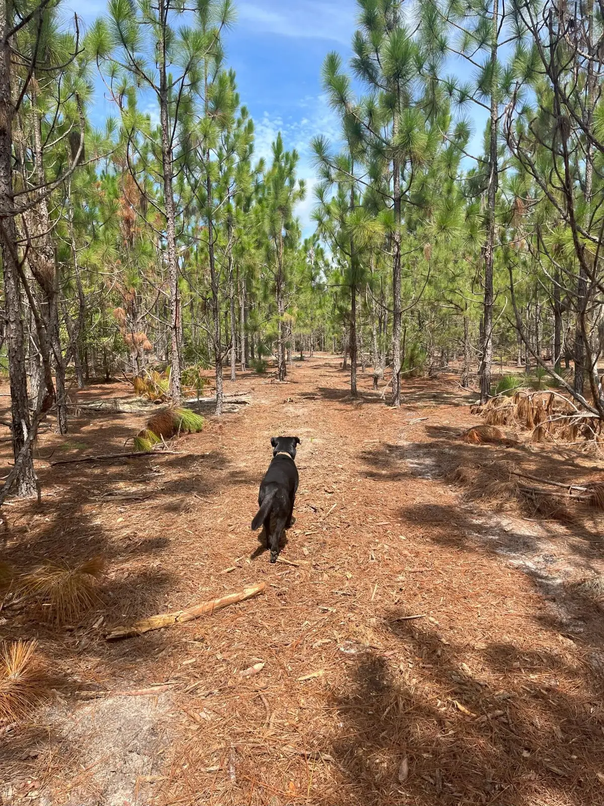 Ppf 10 Payne Pond Road #Ppf 10, Westville, SC 29175 - Image #1