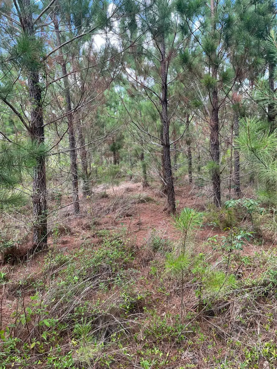 Bff 4 Brunson Teal Road #Bff 4, Patrick, SC 29584 - Image #2