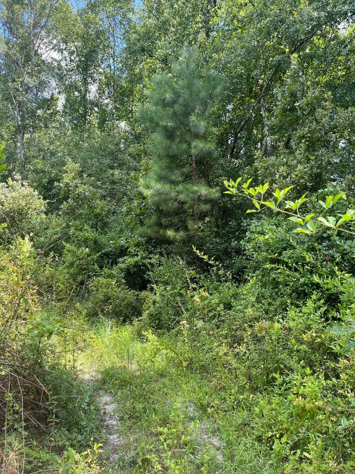 Bff 5 Brunson Teal Road #Bff 5, Patrick, SC 29584 - Image #1