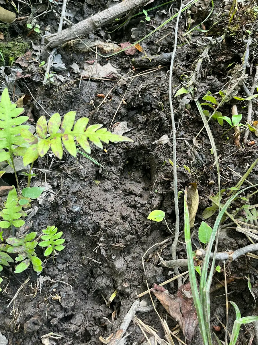 Bff 5 Brunson Teal Road #Bff 5, Patrick, SC 29584 - Image #3