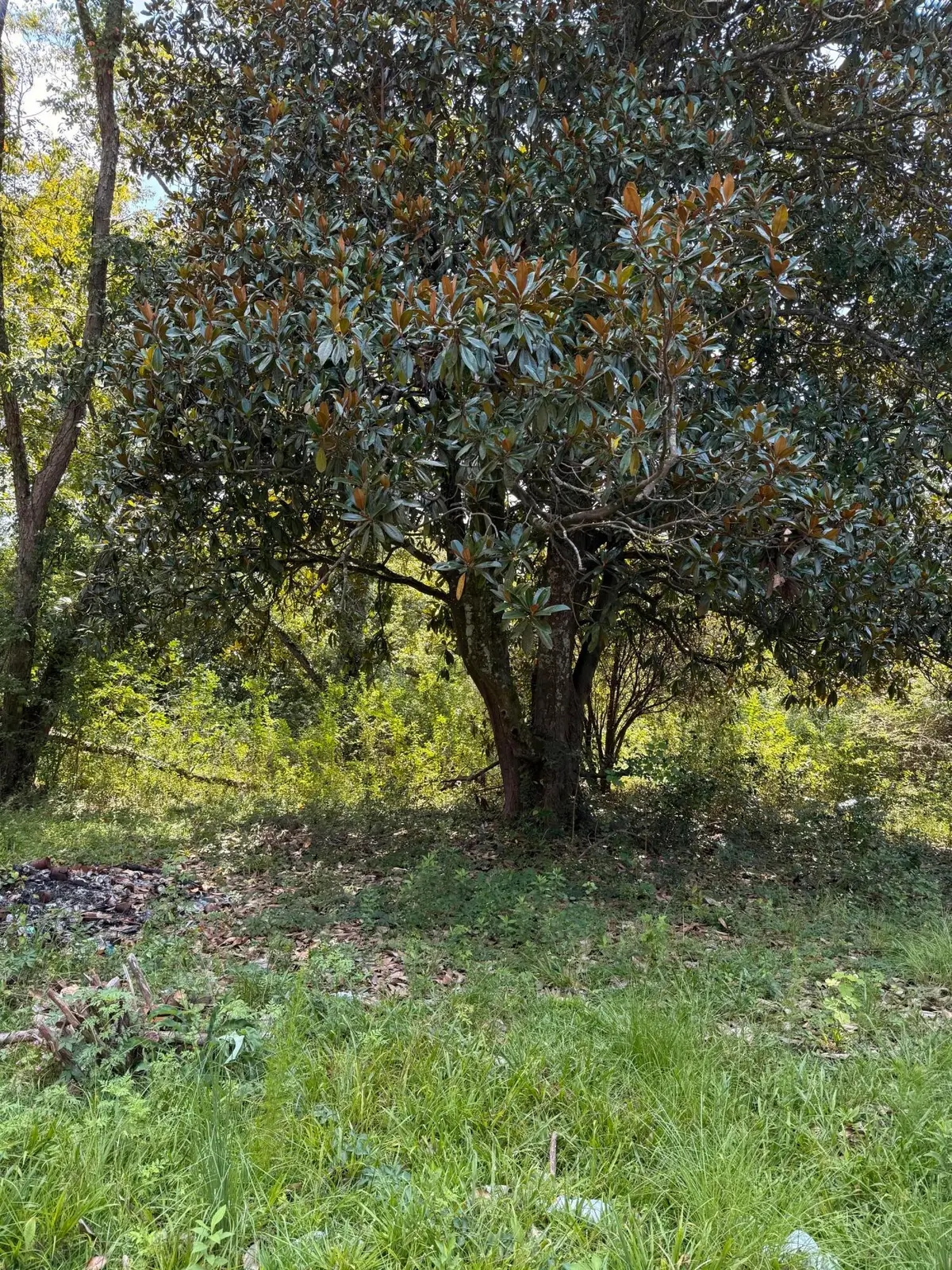 0 Cotton Street, Denmark, SC 29042 - Image #1