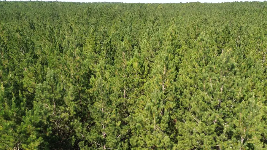 10 Red Oak Road, Cottageville, SC 29435 - Image #3