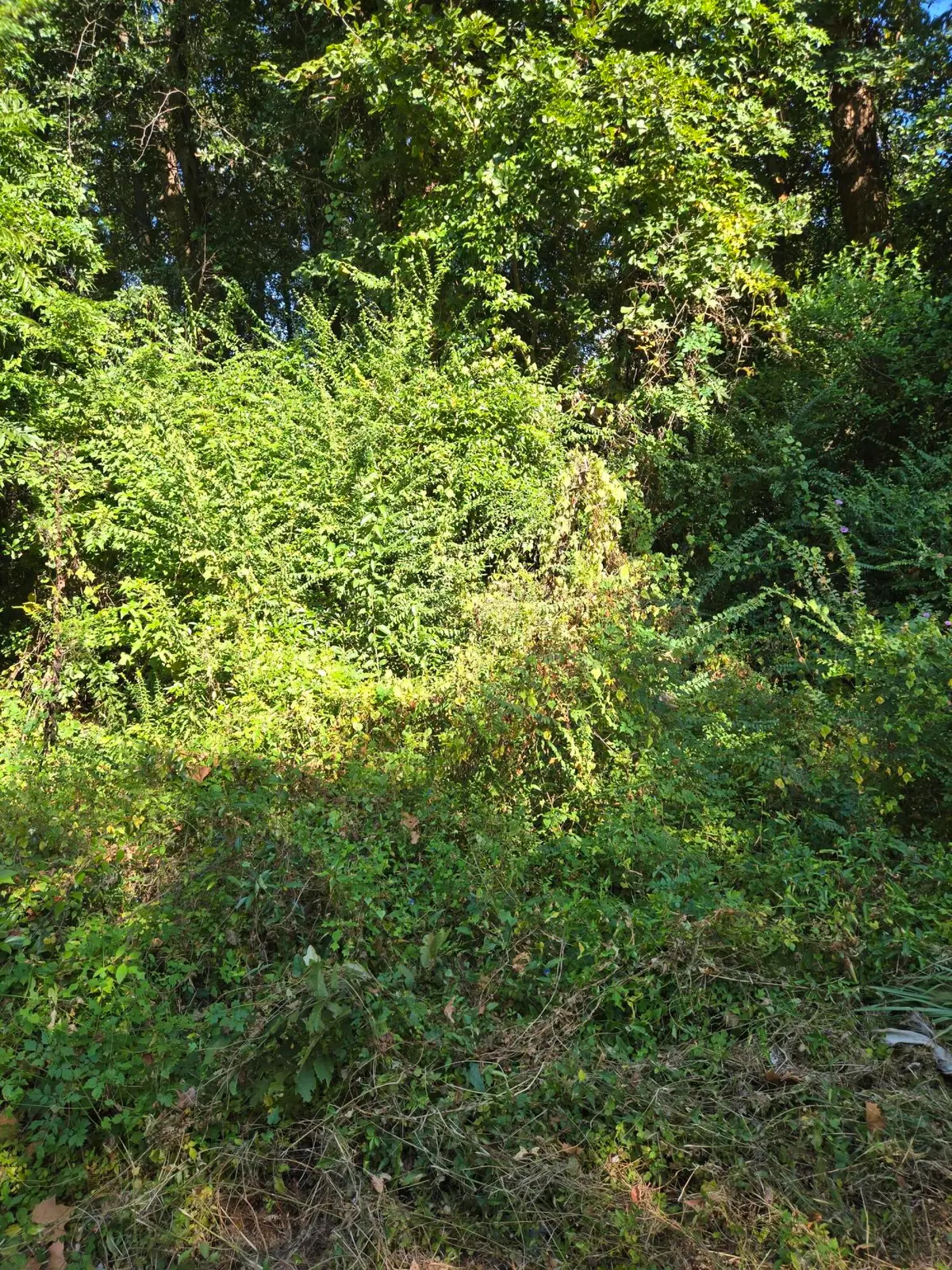 0 Anna Street, Orangeburg, SC 29115 - Image #1