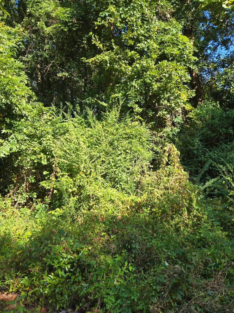 0 Anna Street, Orangeburg, SC 29115 - Image #2