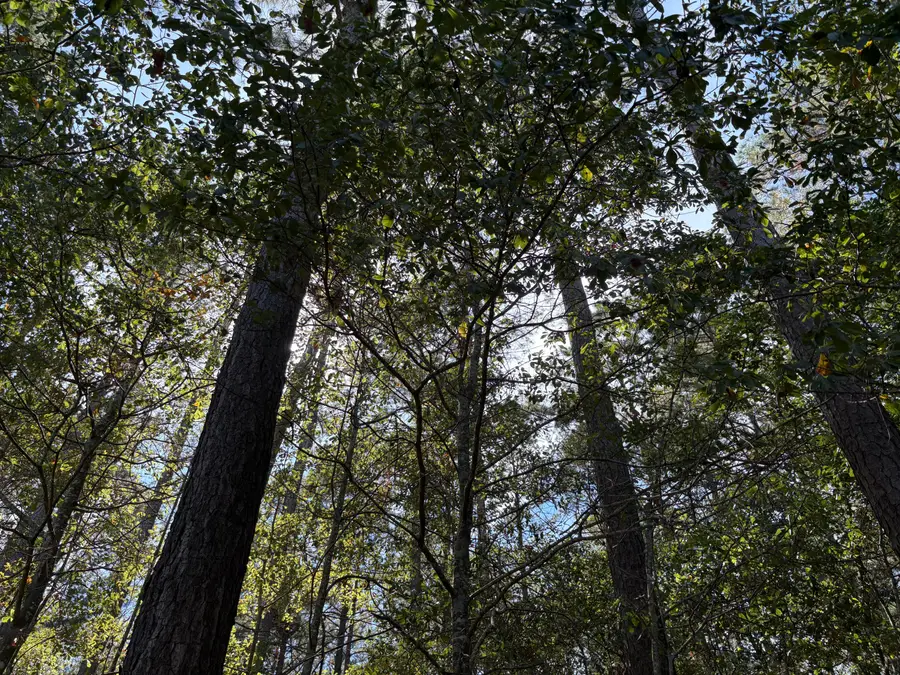 000 Slab Landing Road, Cope, SC 29038 - Image #2