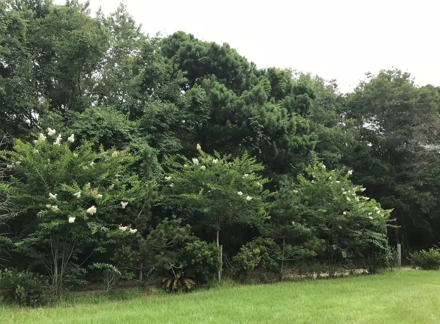 2907 River Road Road, Johns Island, SC 29455 - Image #3