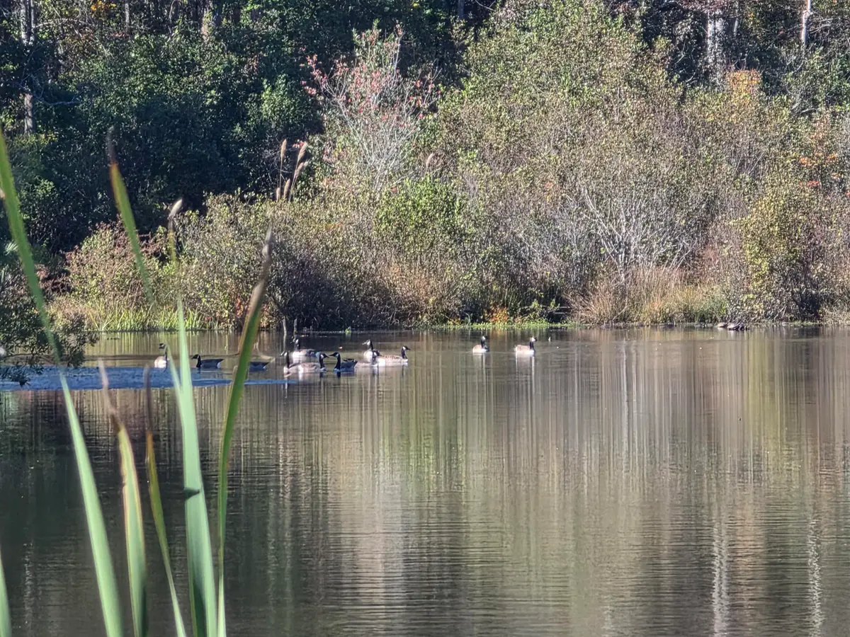 3644 Lake Marston Drive, Orangeburg, SC 29118 - Image #1