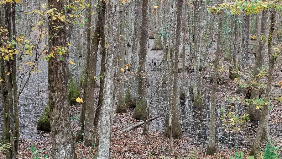 00 Betsy Hole Road, Bonneau, SC 29431 - #3